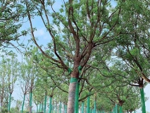 湖北香樟哪家好